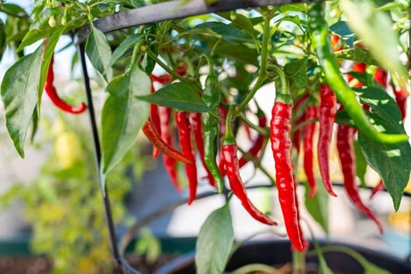 کشت فلفل قرمز زیر نور مصنوعی